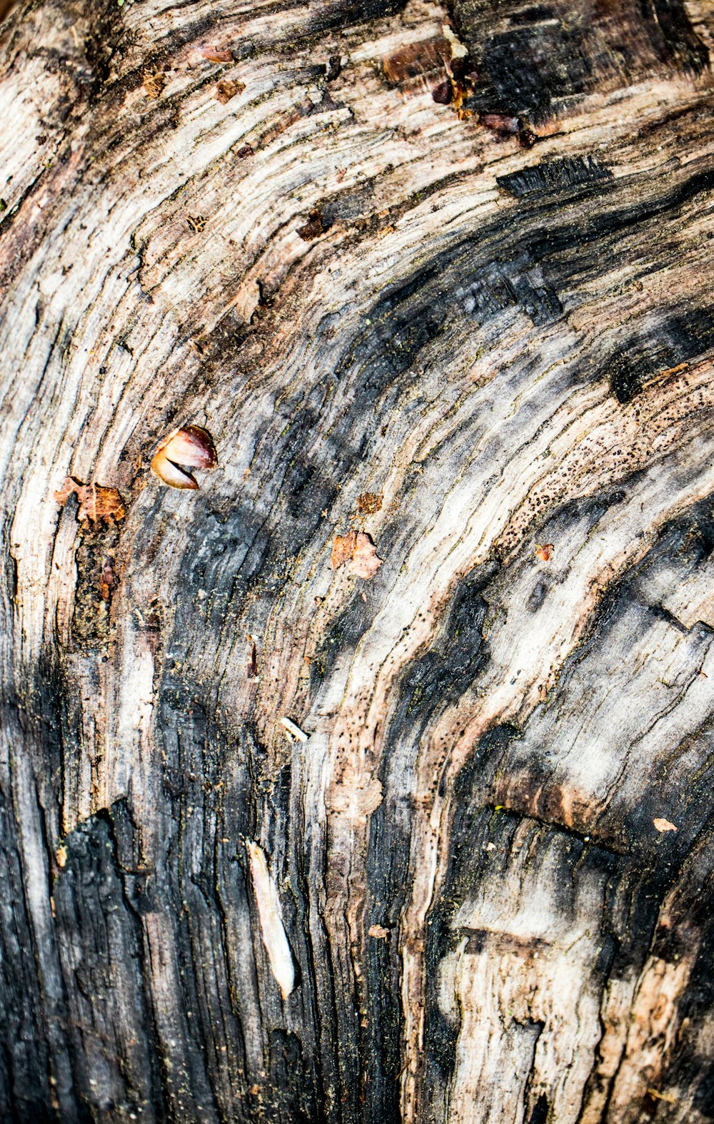 brown and black wood log