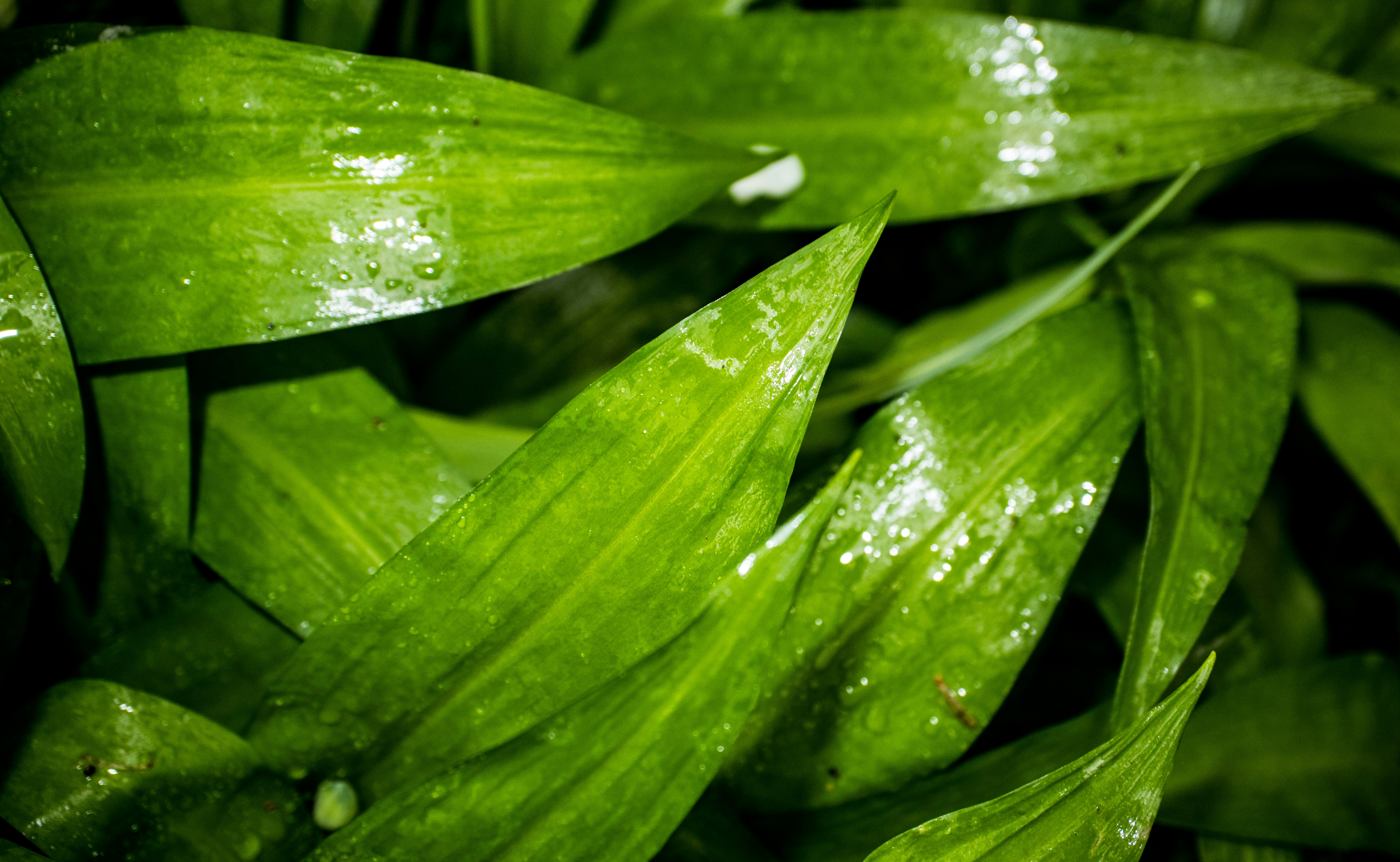 Photo by grievek1610begur