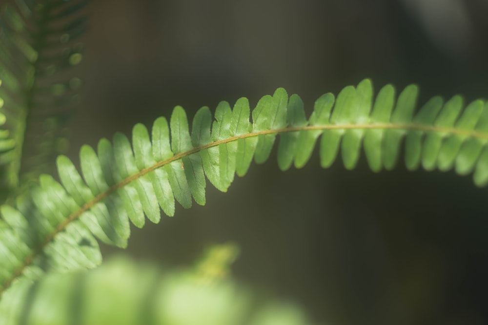 green leaf in close up photography