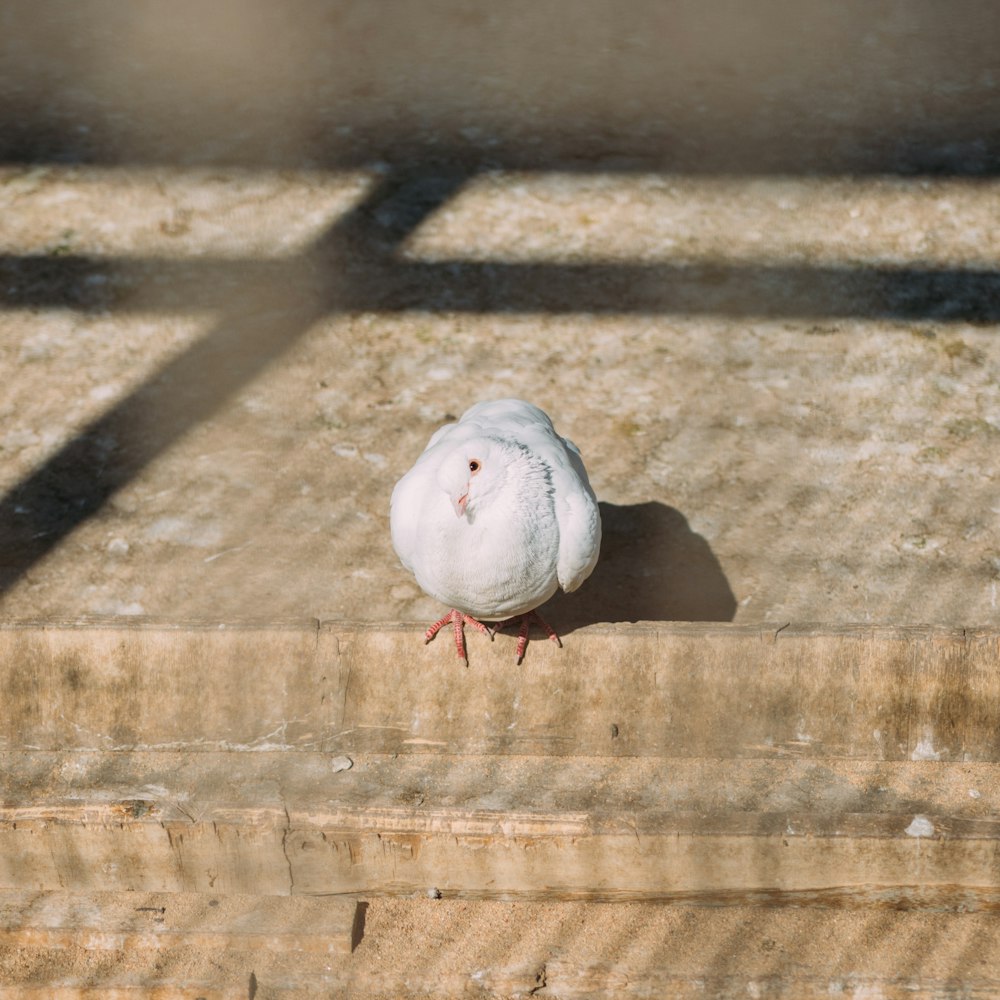 white chicken on brown wooden surface