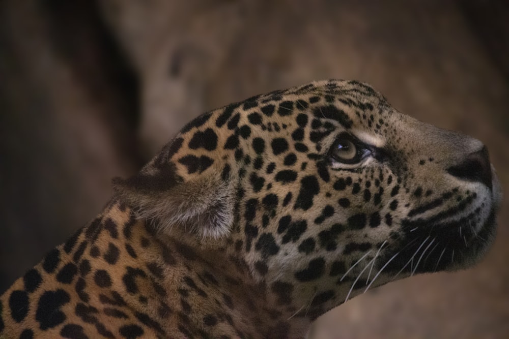 brown and black leopard in close up photography