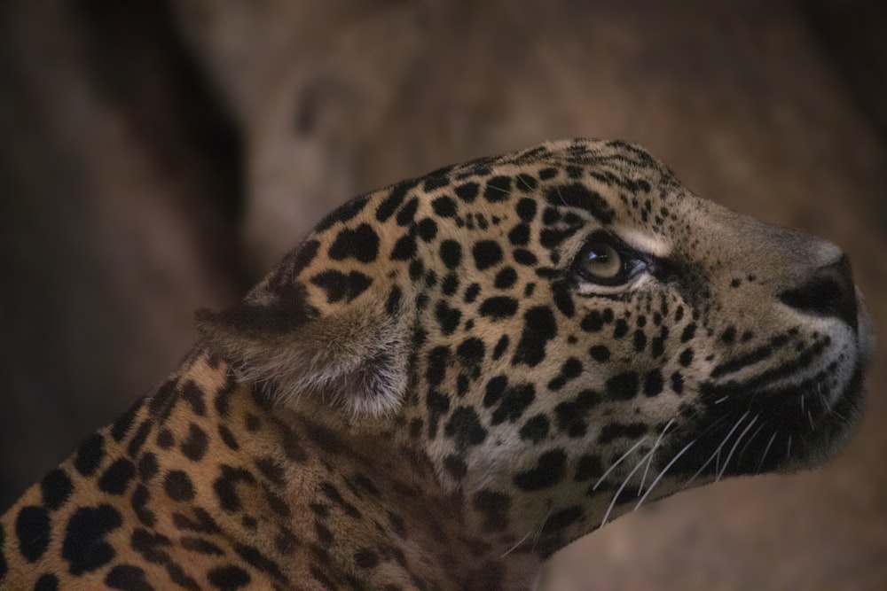 Leopardo marrón y negro en fotografía de primer plano