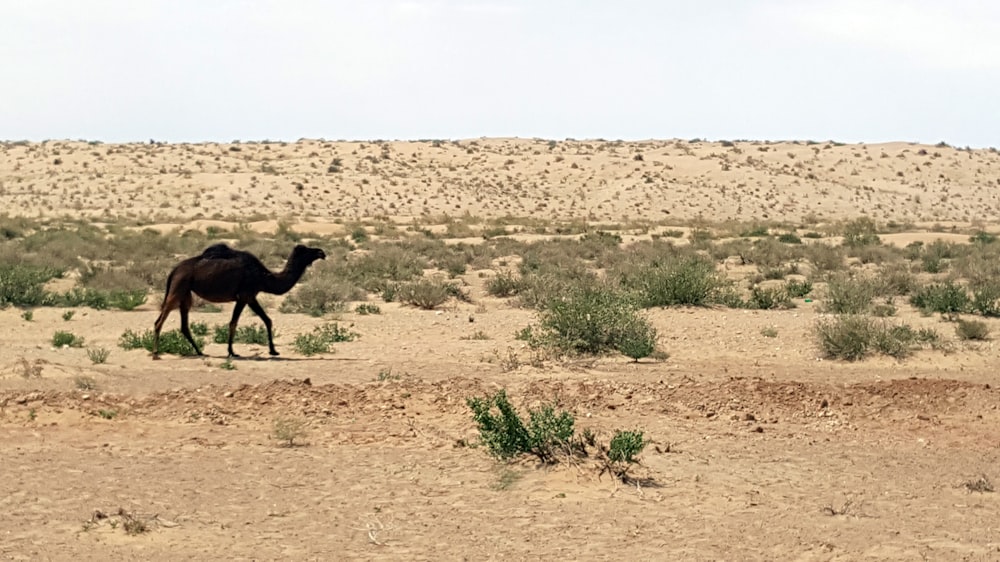 brown camel on brown sand during daytime