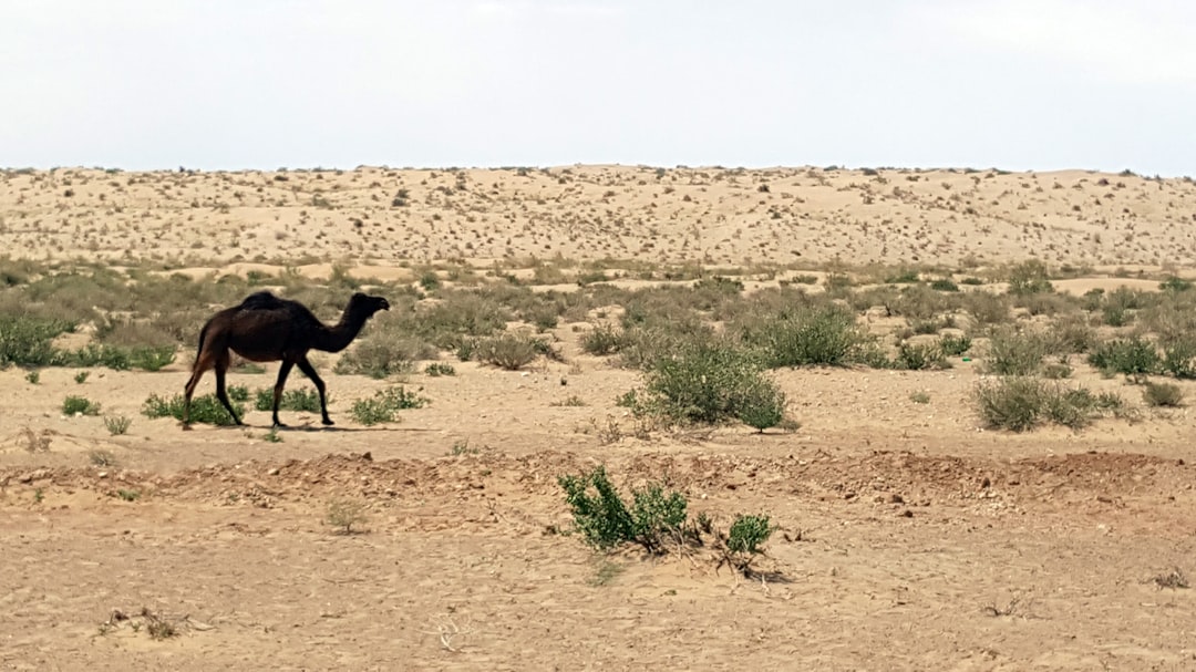 Desert photo spot Shahrood Semnan