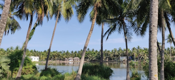Cozy resort bungalow nestled among palm trees with a glimpse of the lake in the background.