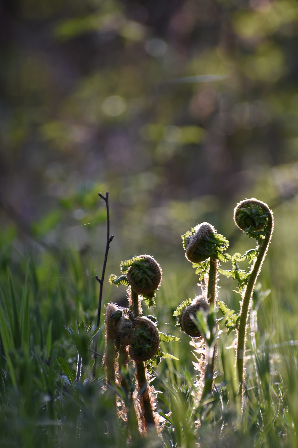 green plant in close up photography