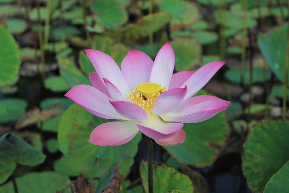 pink lotus flower in bloom during daytime