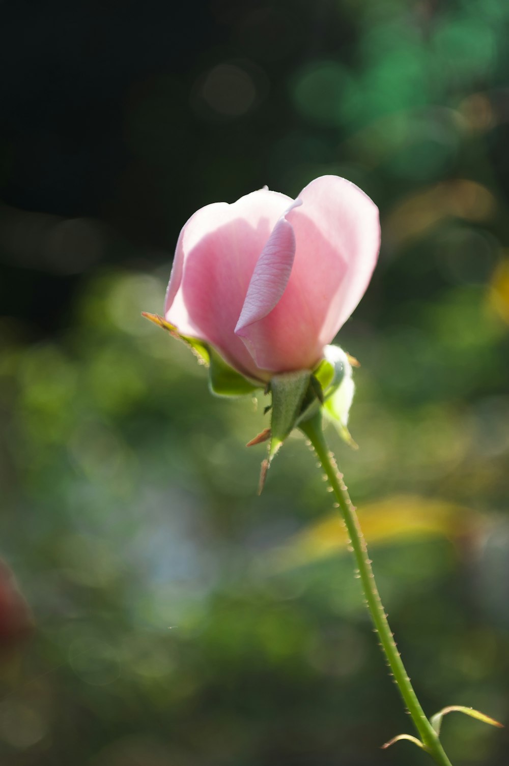 pink flower in tilt shift lens