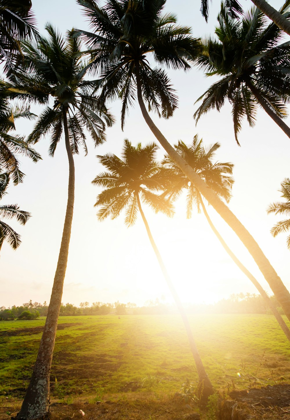 green palm tree near body of water during daytime