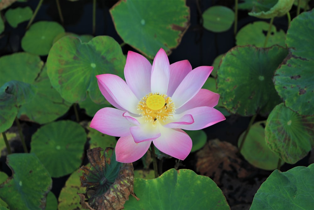 a pink and white flower surrounded by green leaves