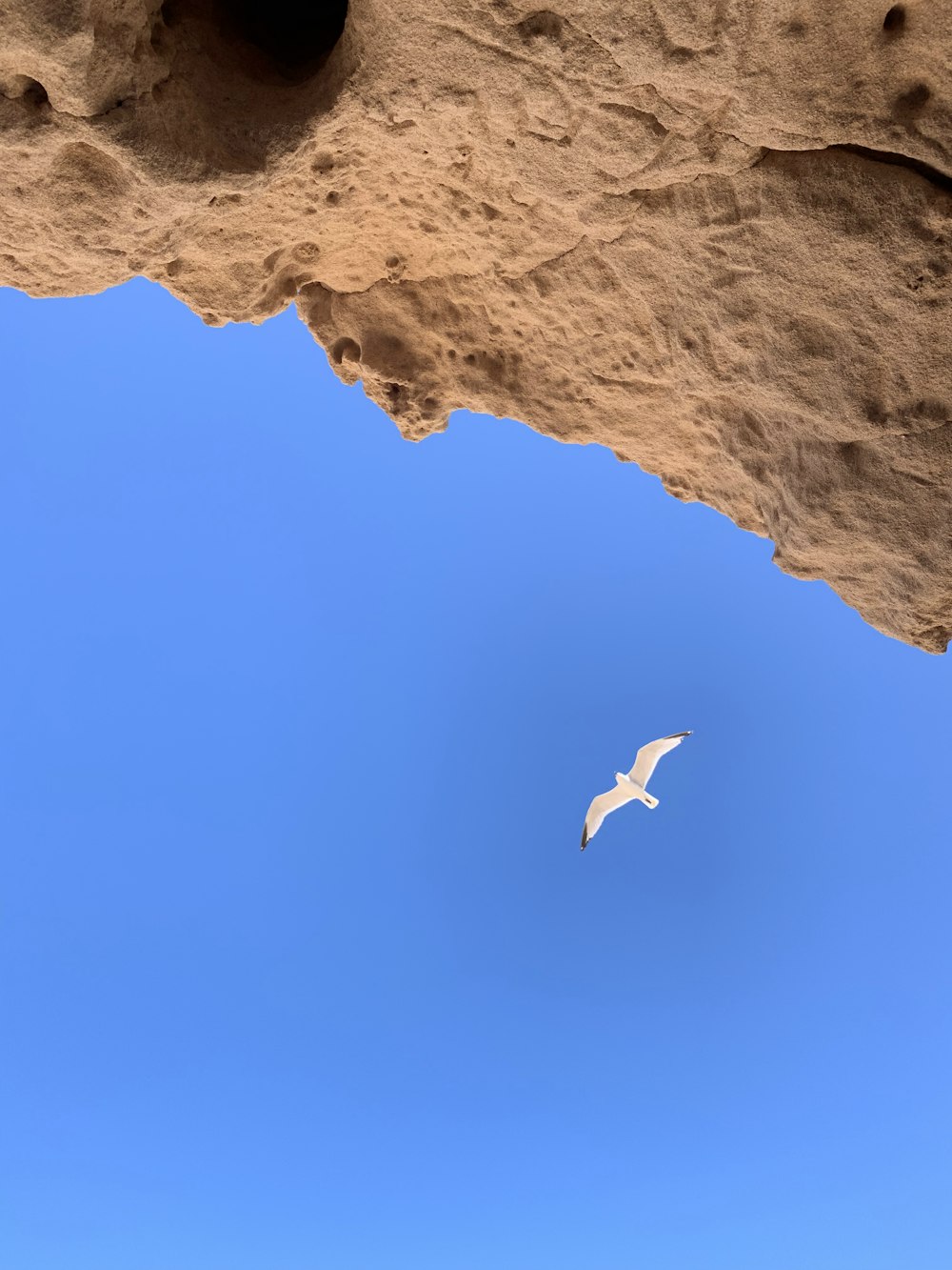 white bird flying over brown rocky mountain during daytime