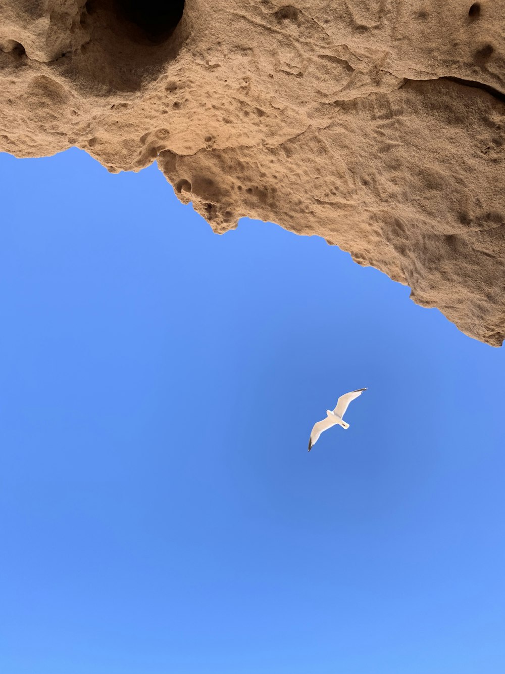 pájaro blanco volando sobre la montaña rocosa marrón durante el día