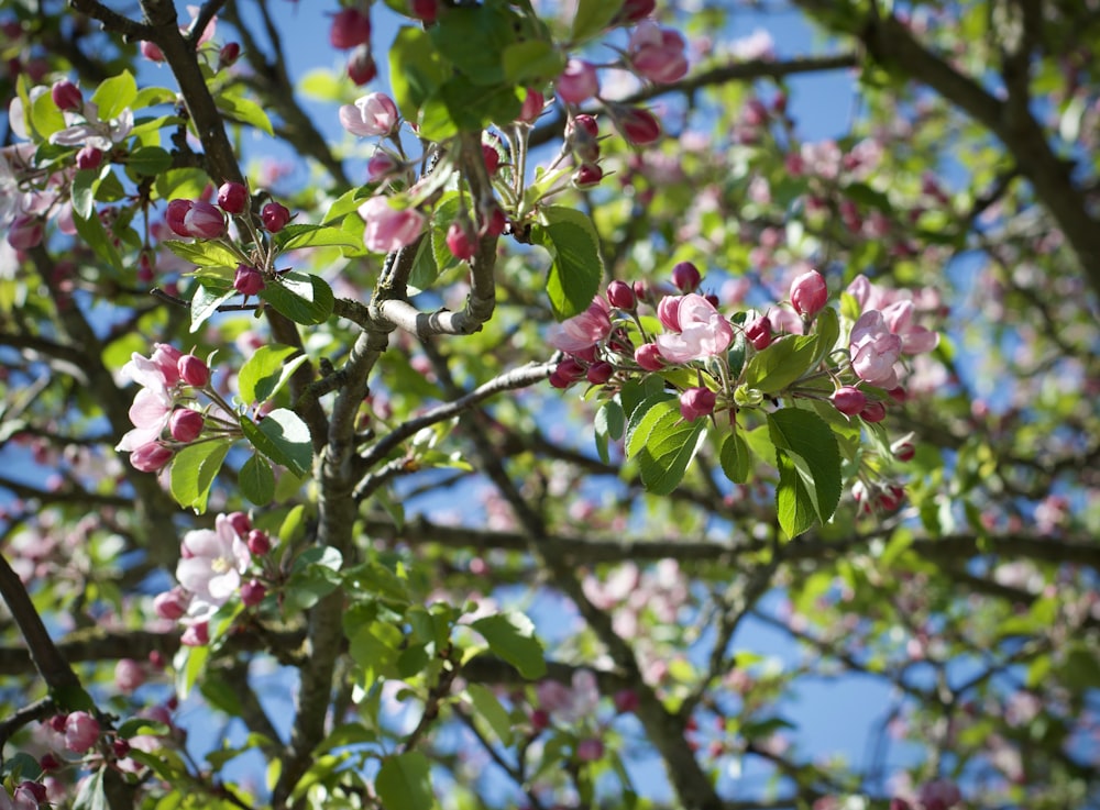 pink and white flowers on tree branch