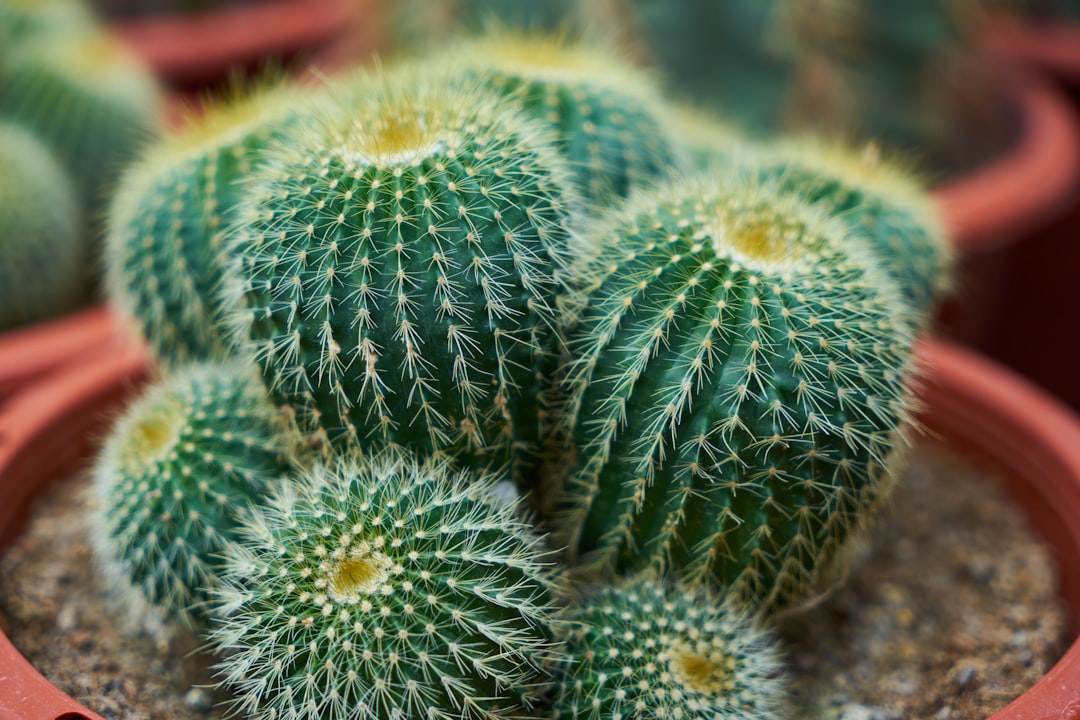 green cactus in close up photography