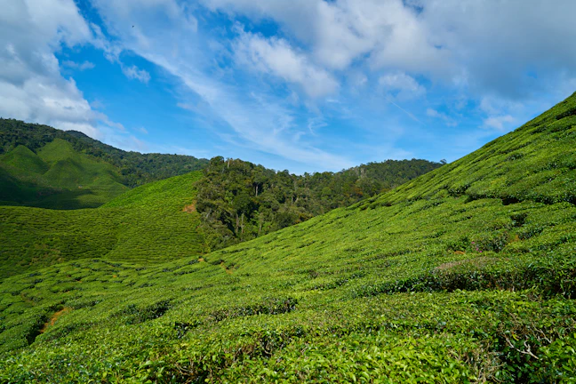 5-Day Nuwara Eliya Luxury Itinerary: The Premier Hill Guide