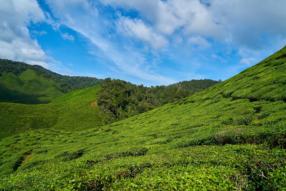 green grass field under blue sky during daytime