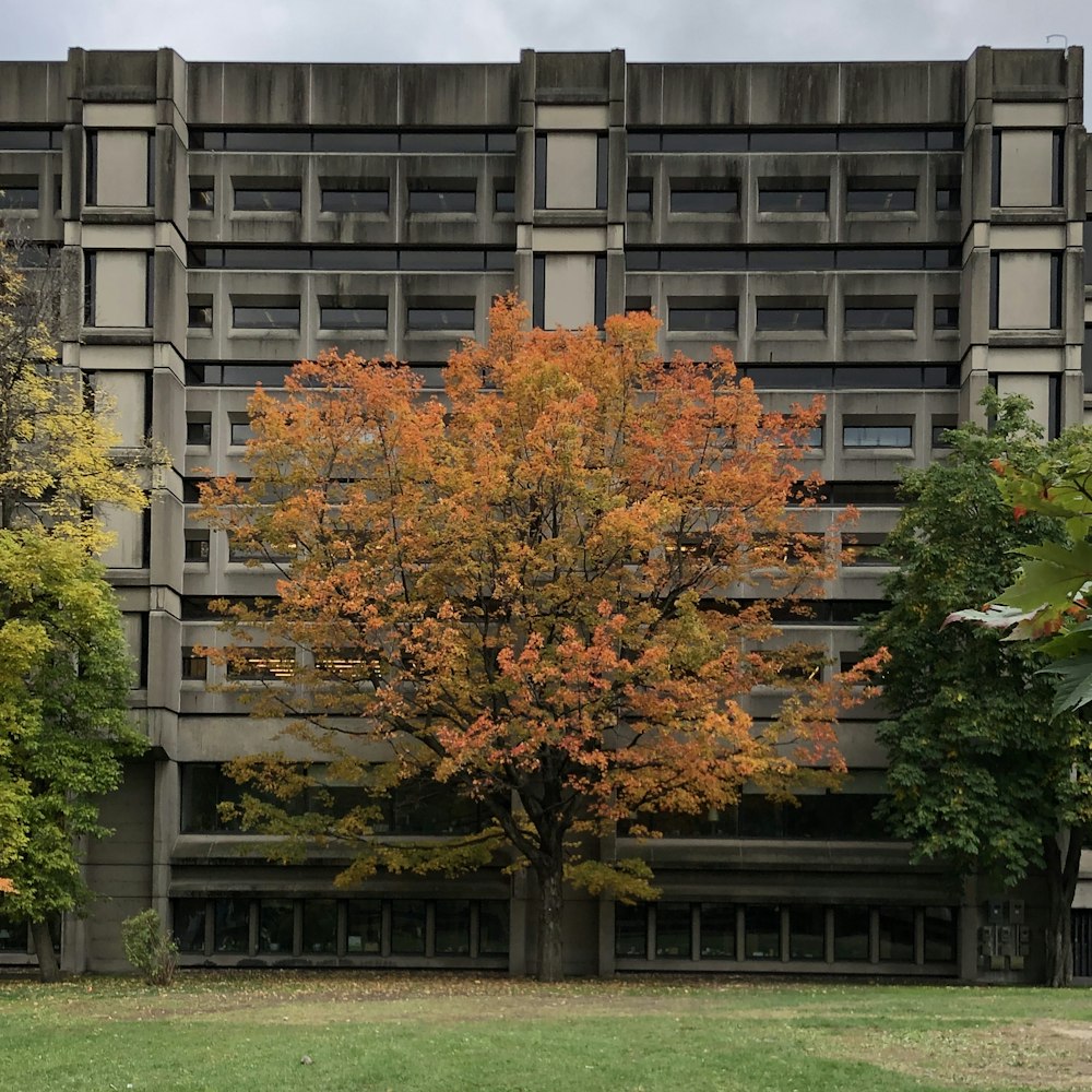 a large building with a tree in front of it