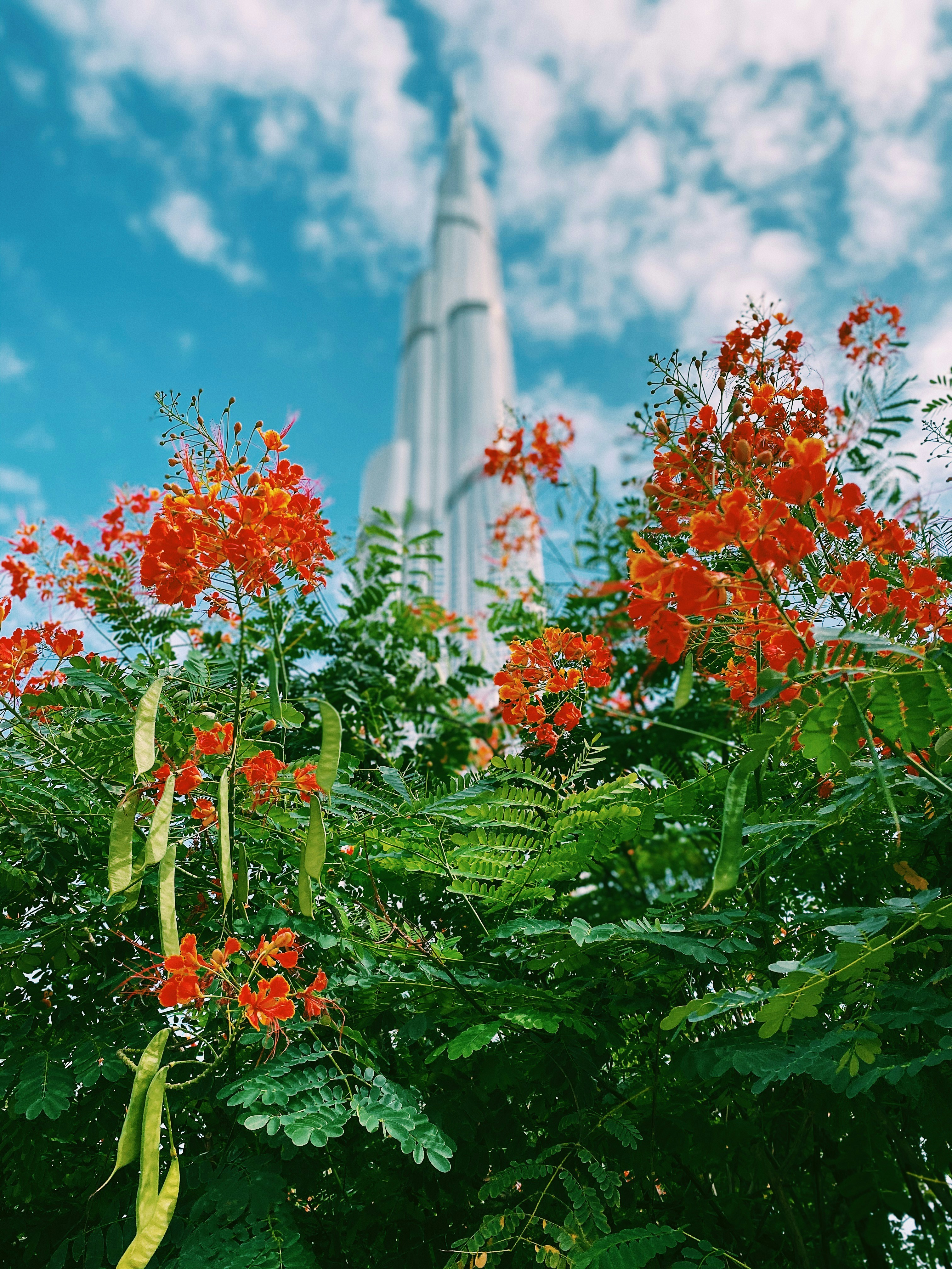 orange flowers with green leaves near white concrete building during daytime