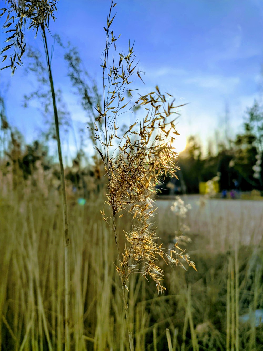 a close up of a plant in a field