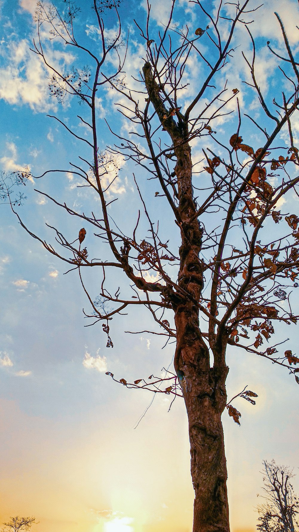 a tree with no leaves in front of a blue sky