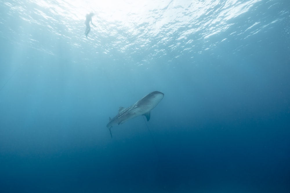 gray and white shark in water