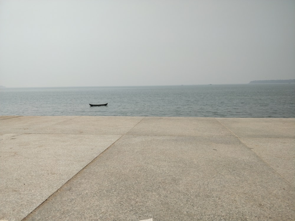 black bird on gray concrete floor near body of water during daytime