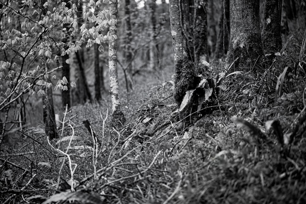 grayscale photo of trees and plants