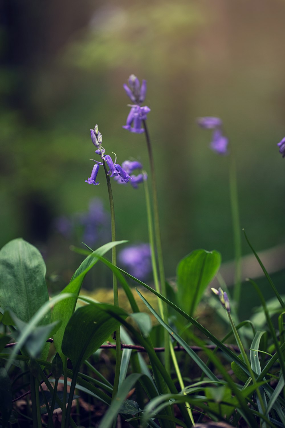 purple flower in tilt shift lens