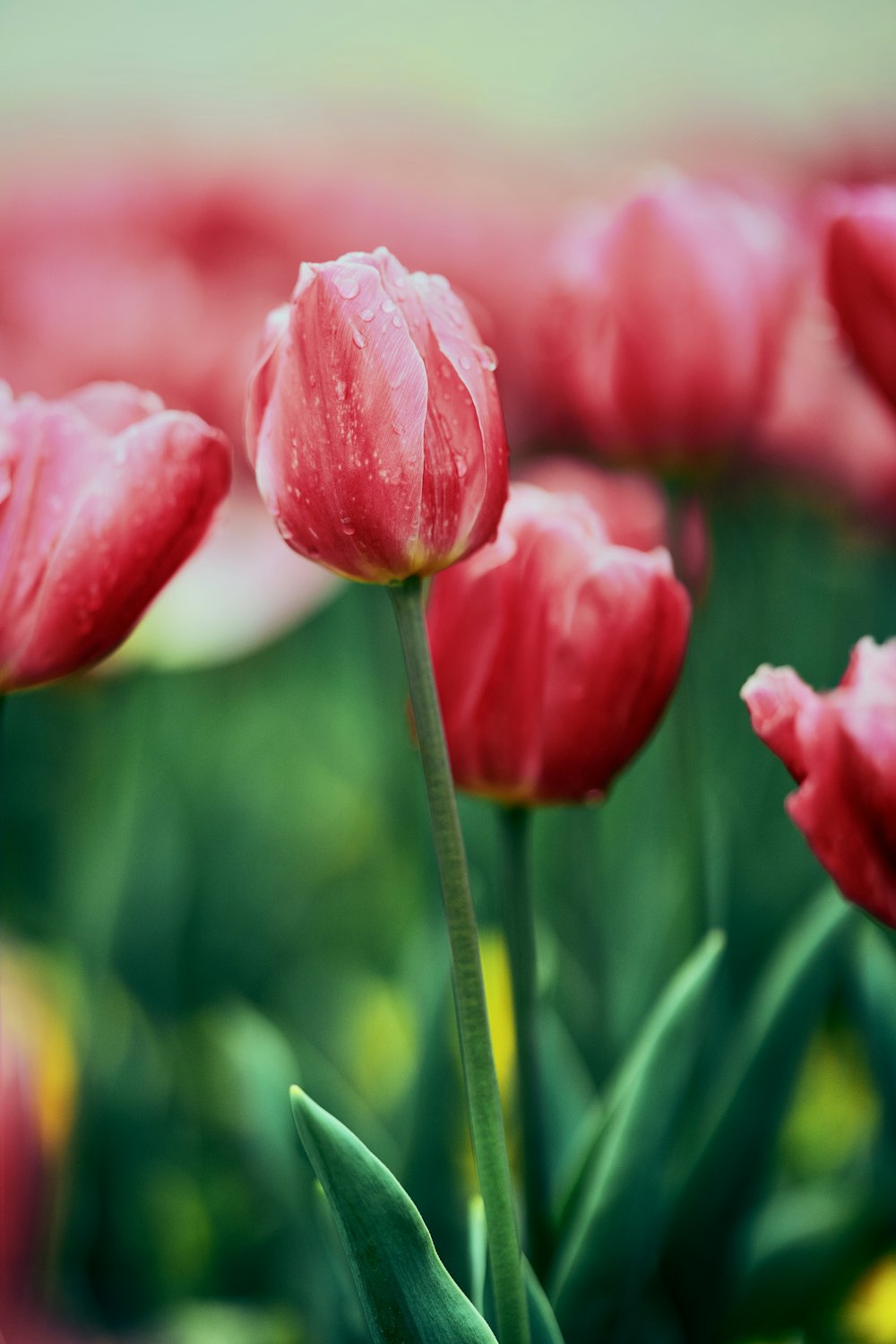 pink flower in tilt shift lens