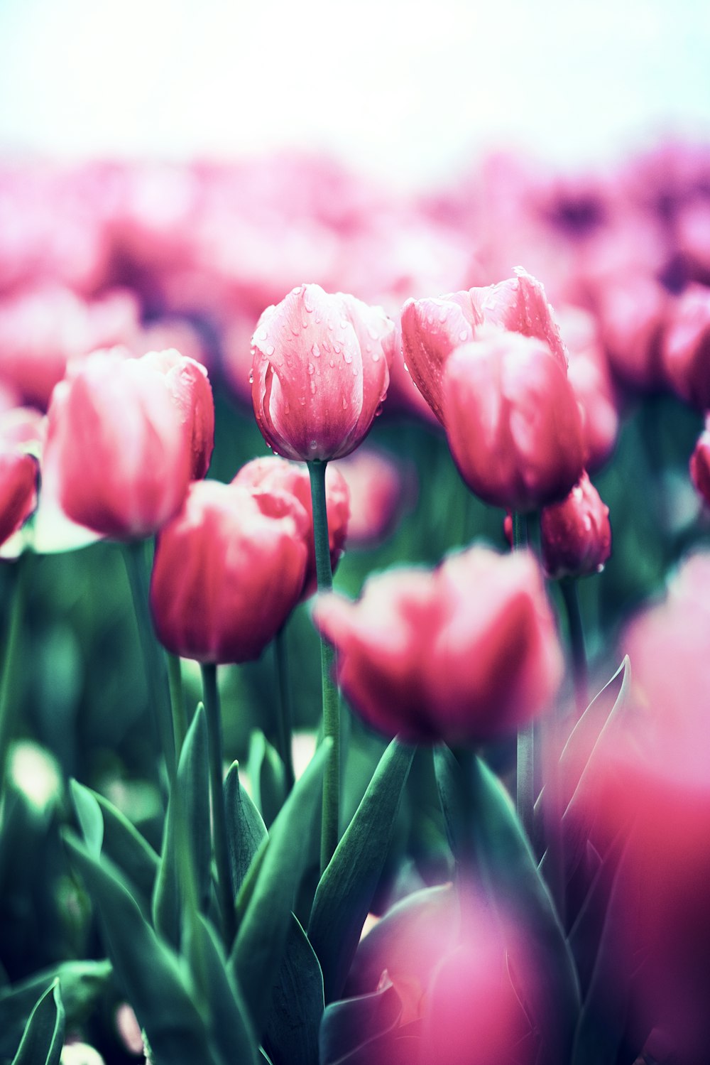 red tulips in bloom during daytime