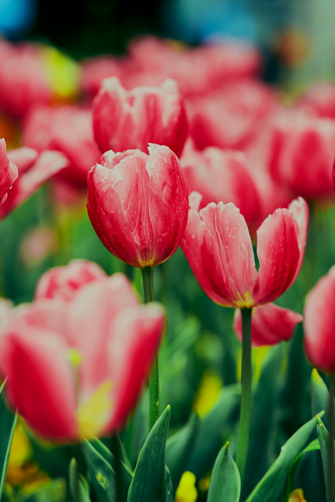 pink tulips in bloom during daytime