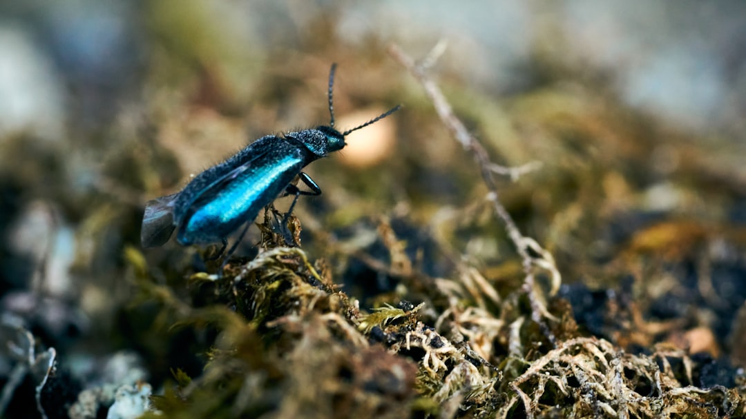 green and black beetle on brown grass during daytime