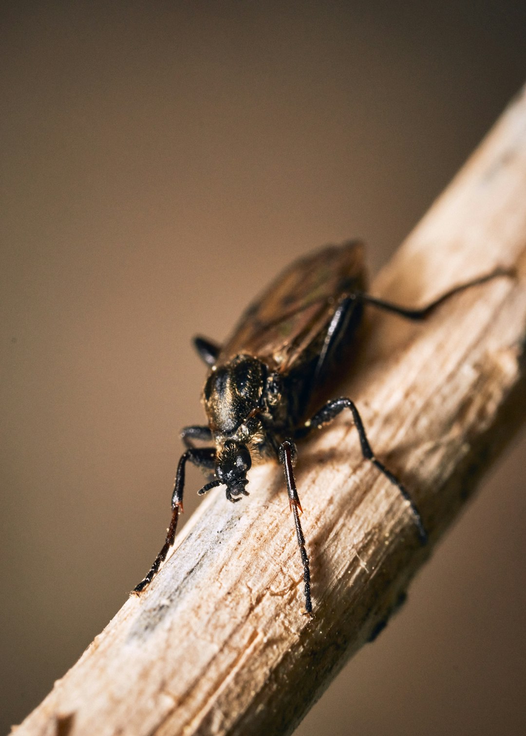 black and brown insect on brown wooden stick in close up photography during daytime