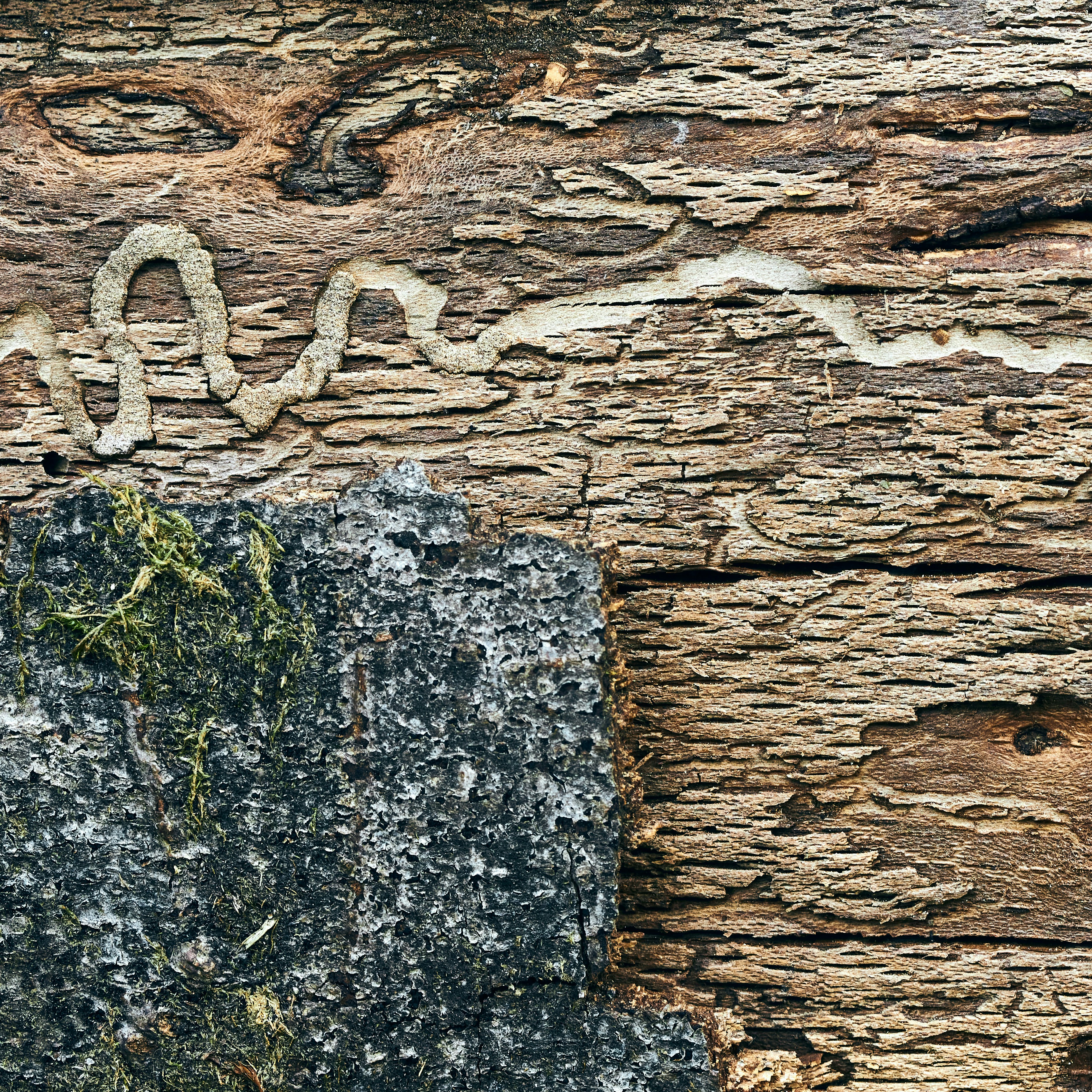 Termite damage inspection