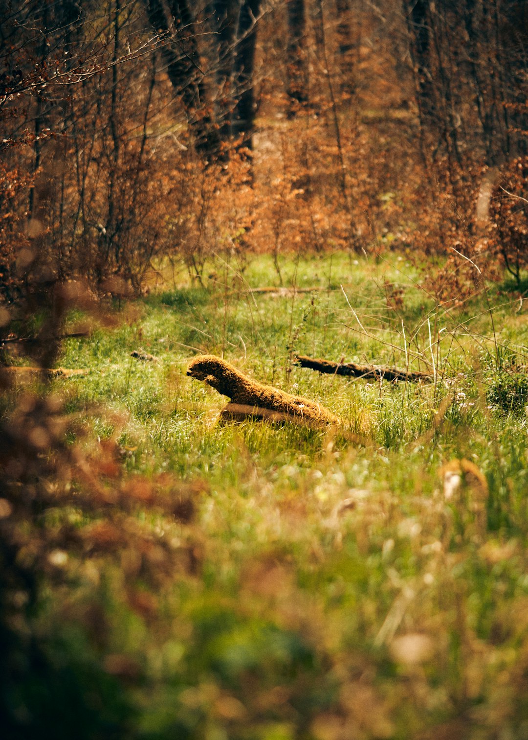 brown squirrel on green grass during daytime