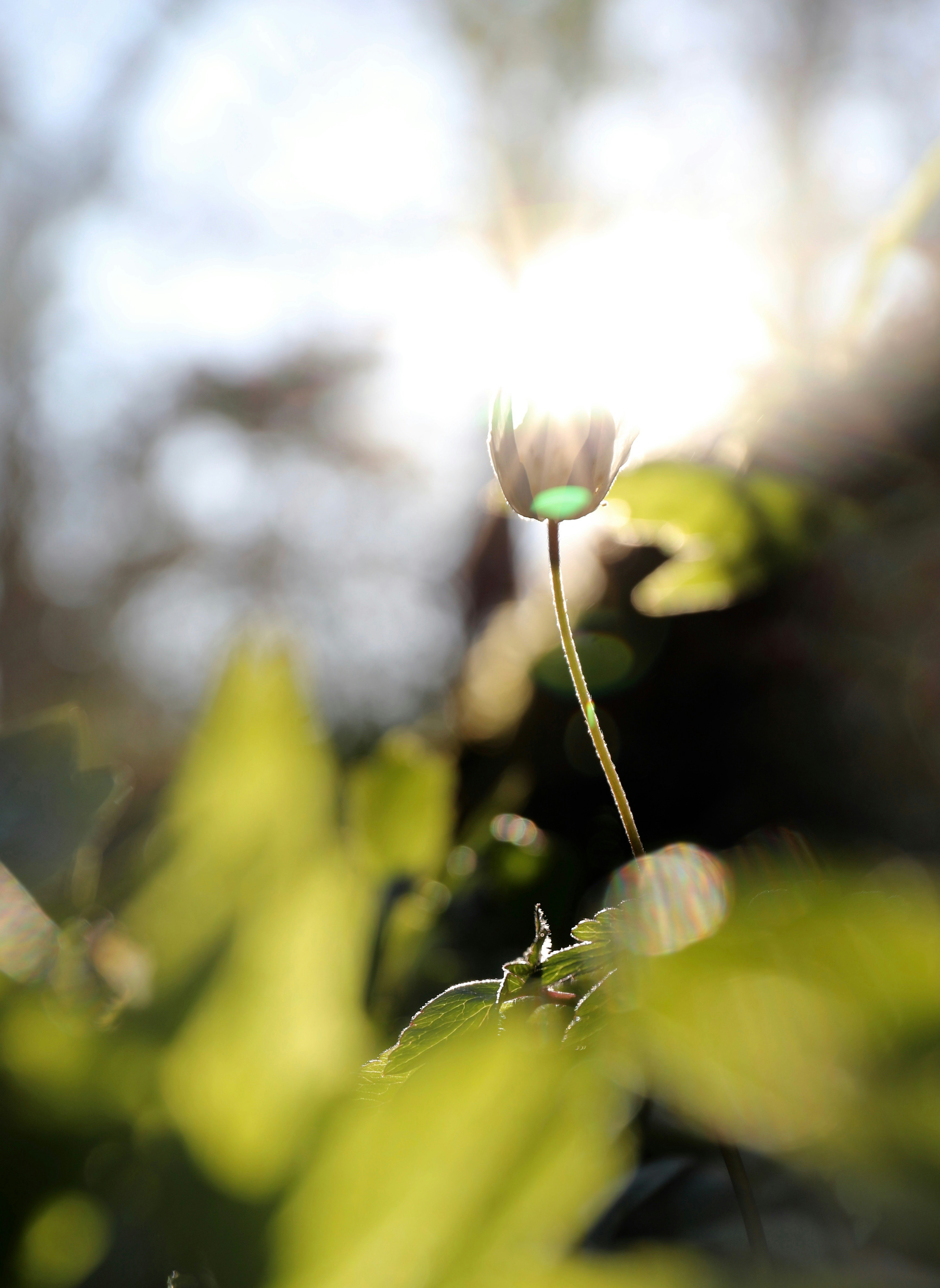 Fleur blanche dans une lentille à bascule