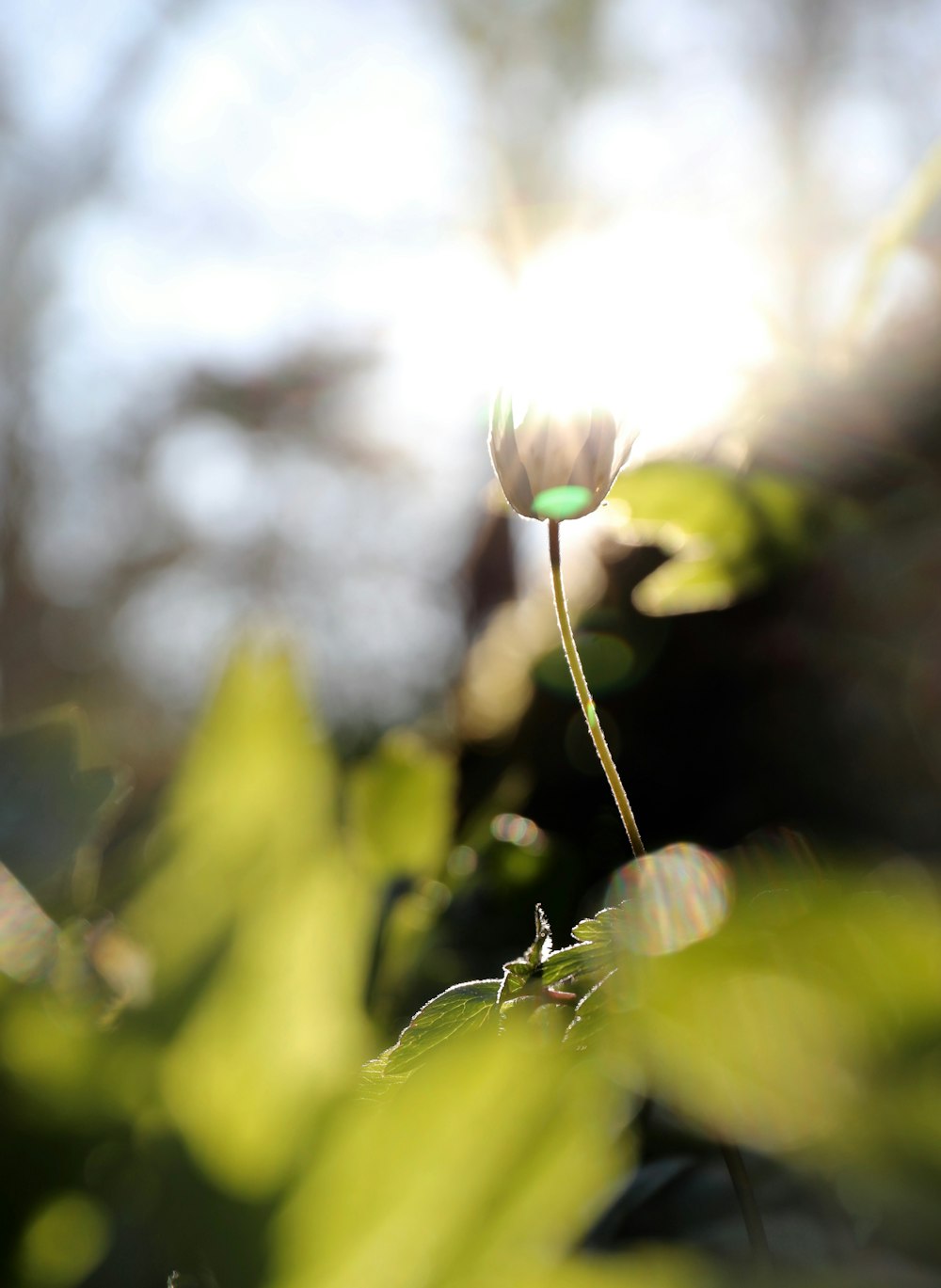 white flower in tilt shift lens