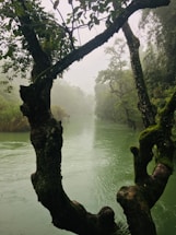 A serene nature scene symbolizing connection and awareness.