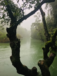 A serene nature scene symbolizing holistic connections and inspiration.