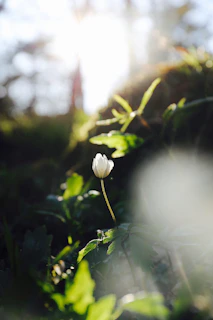 An elegant, softly lit photo of Dalyon in a serene garden, embodying strength and grace.
