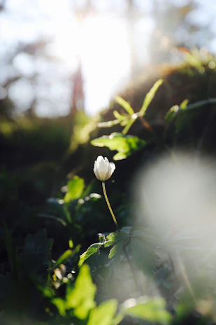 An elegant, softly lit photo of Dalyon in a serene garden, embodying strength and grace.