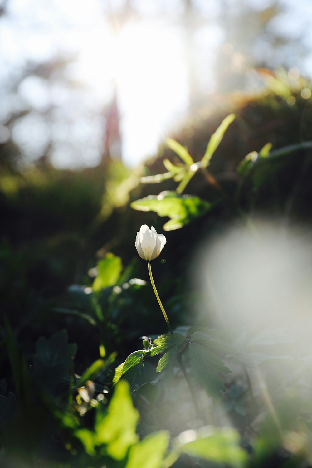 white flower with green leaves