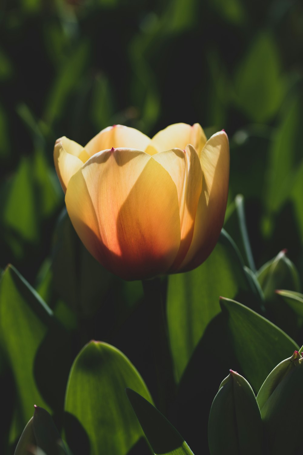 yellow flower in macro shot