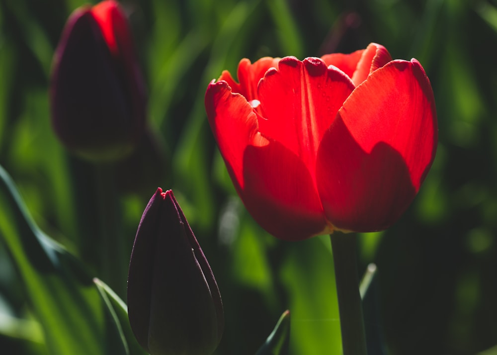 red tulip in bloom during daytime