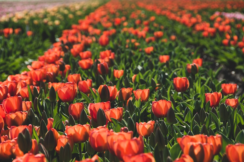 red tulips field during daytime