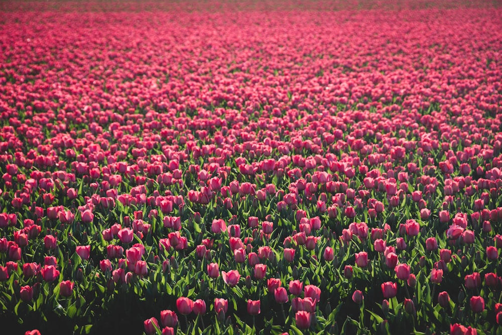 pink and white flower field during daytime