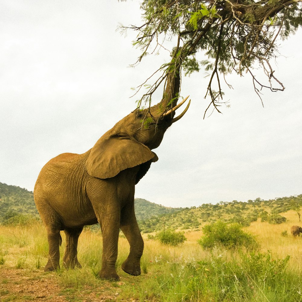 Elefante marrón en el campo de hierba verde durante el día