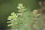Lush green herbs with elongated leaves are growing upward against a blurred background, creating a peaceful, natural scene.