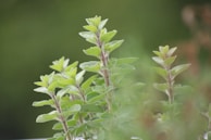 A tranquil scene of herbs with palm leaves in the background.