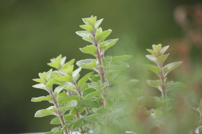 A serene image of herbal plants growing in a lush environment.